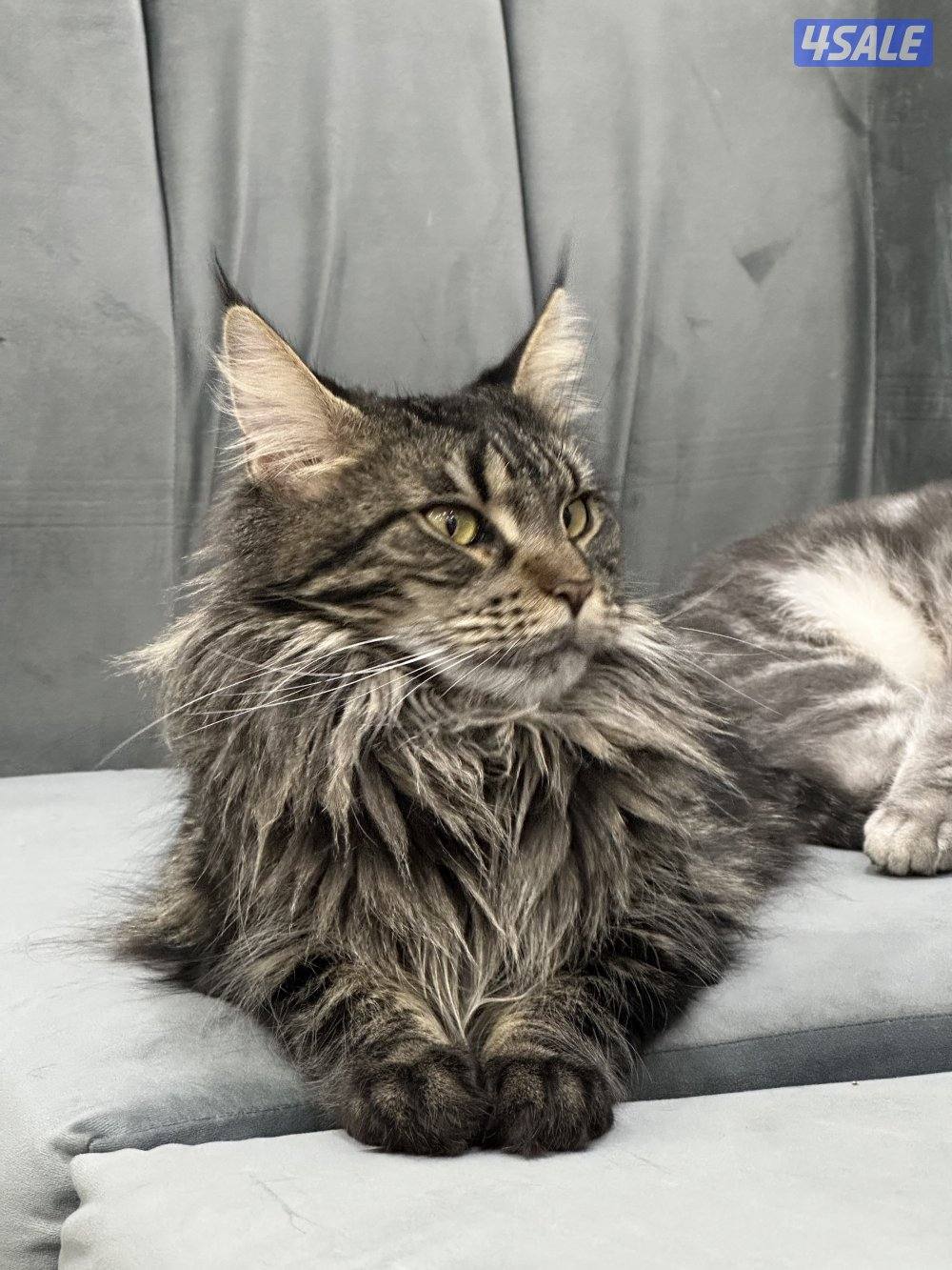 للبيع قطوه ماين كون عمرها سنتين5