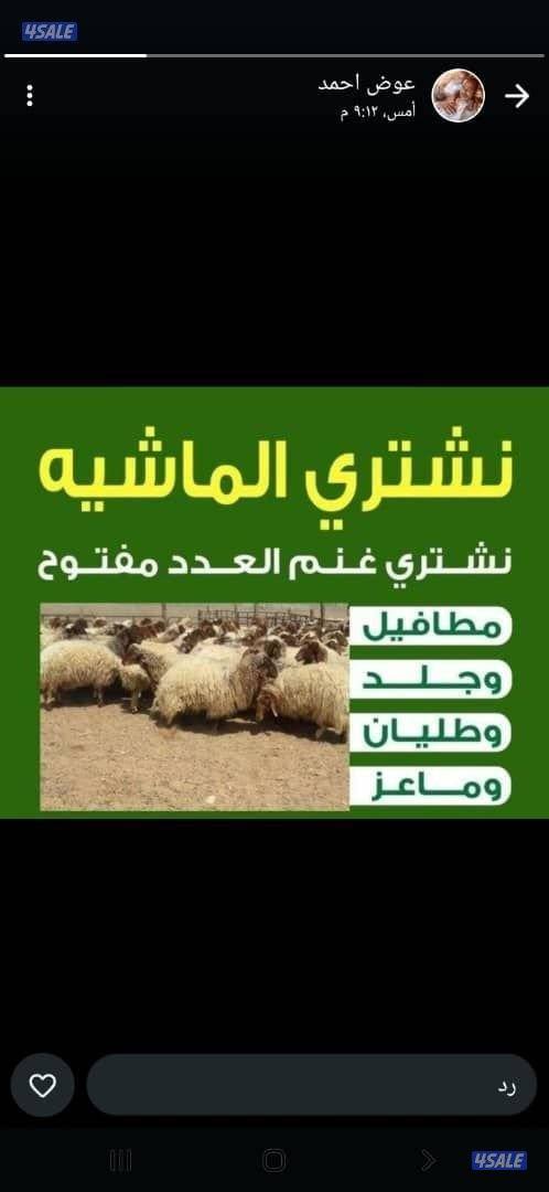 نشتري غنم ومعزه ومطفيل وجلد وطليان0