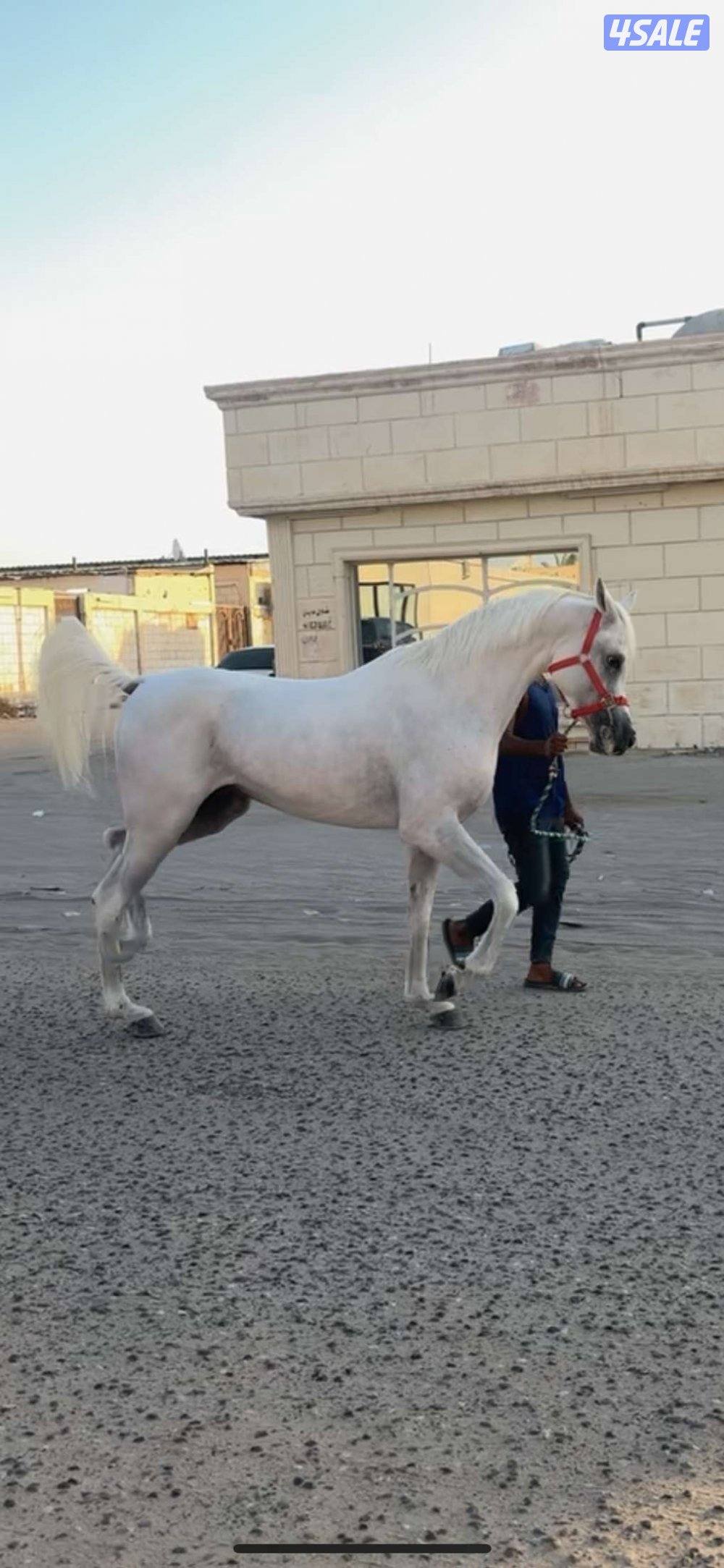 للبيع حصان مصري مواليد 20210