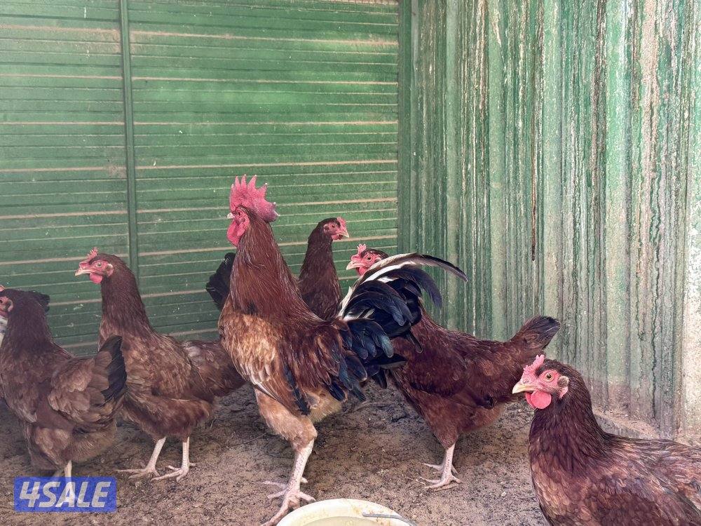 مجاميع ساسكس انجليزي و كولمبي بياضين1