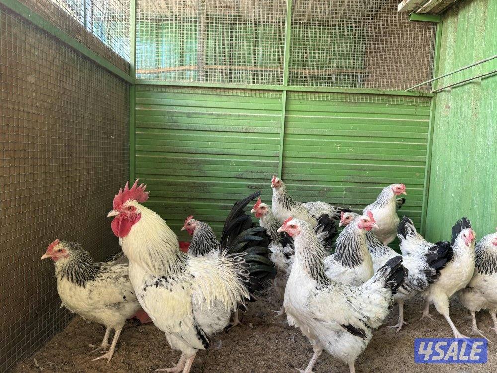 مجاميع ساسكس انجليزي و كولمبي بياضين0