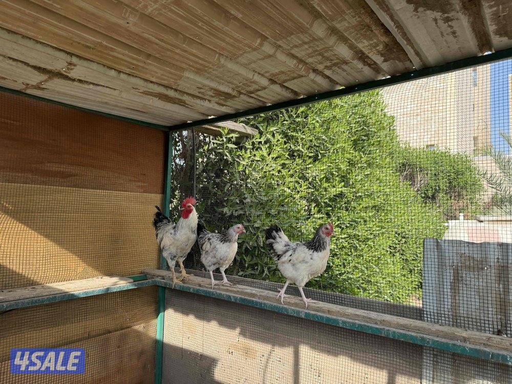 مجاميع ساسكس انجليزي و كولمبي بياضين2