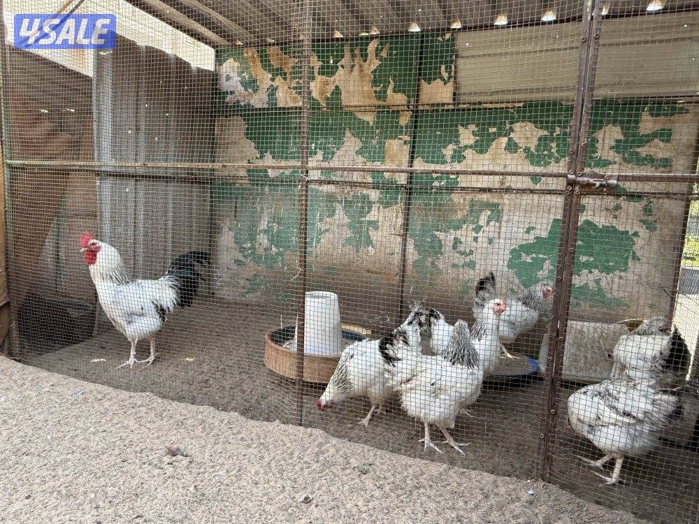 مجاميع ساسكس انجليزي و كولمبي بياضين3