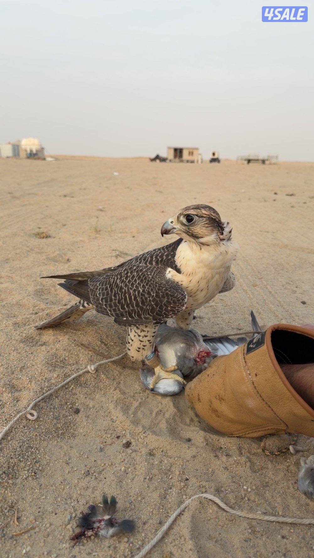 للبيع جير شاهين0