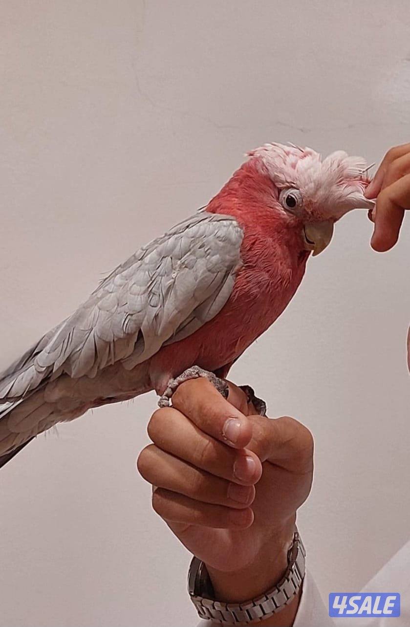 قالا ربوه للبيع2