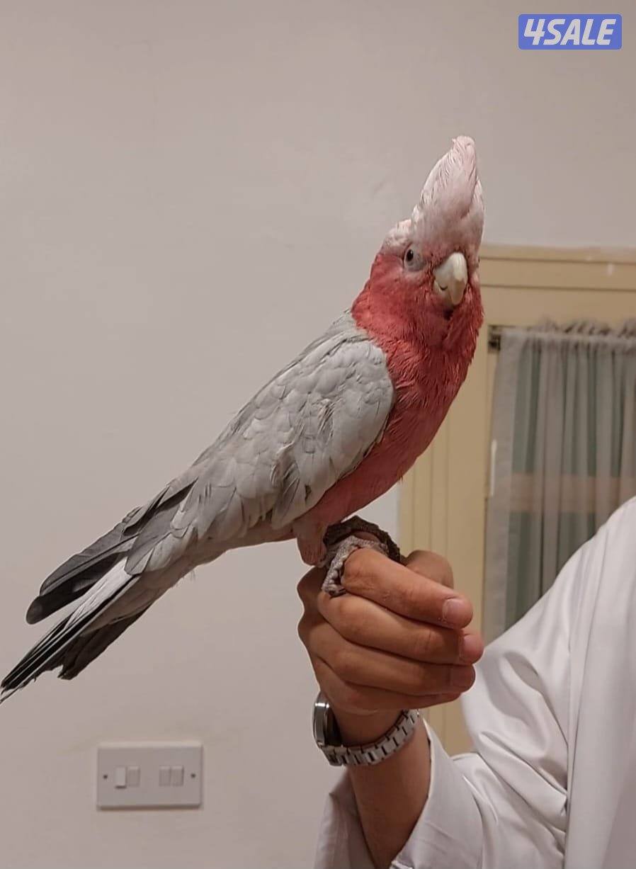 قالا ربوه للبيع0