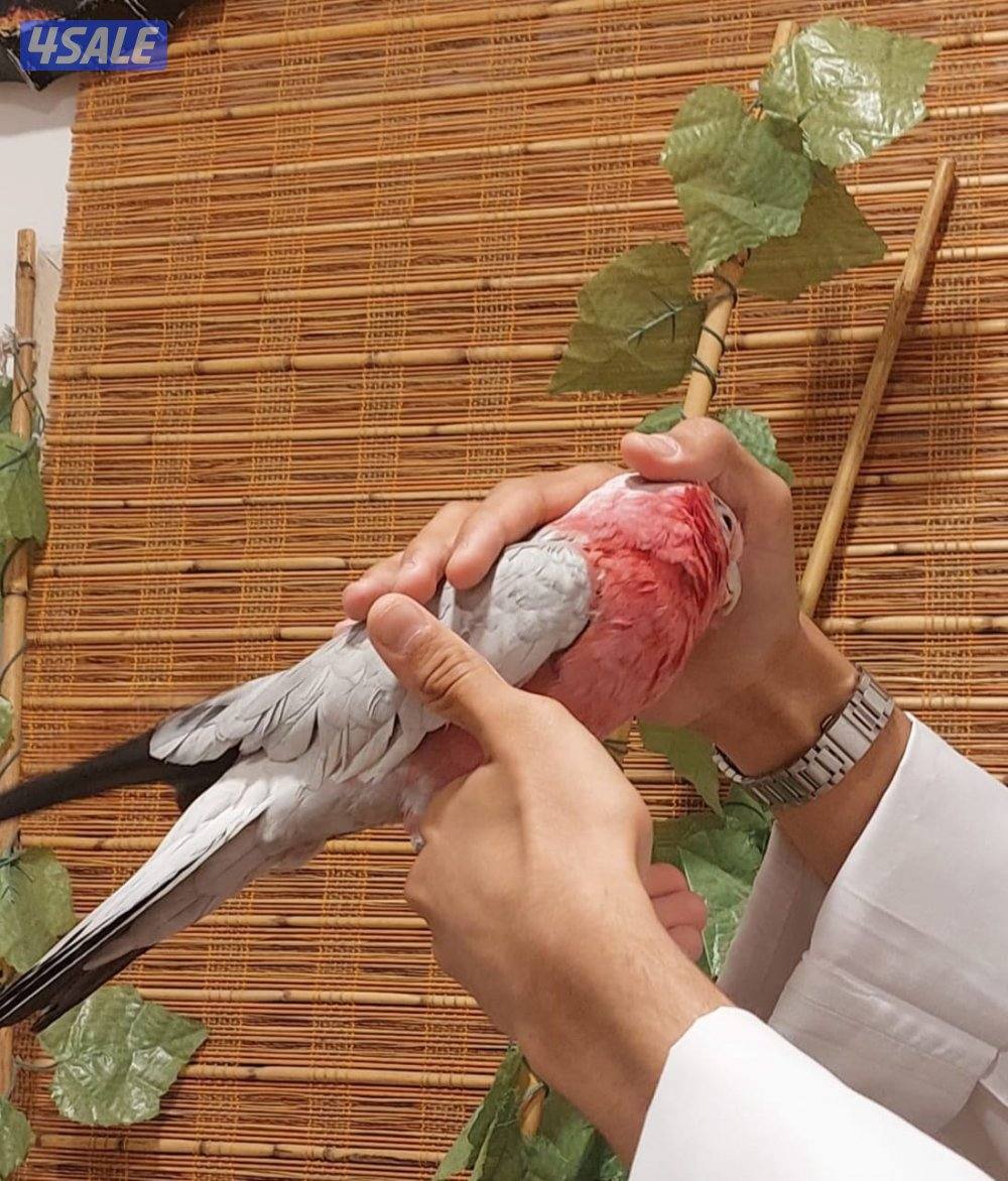 قالا ربوه للبيع1