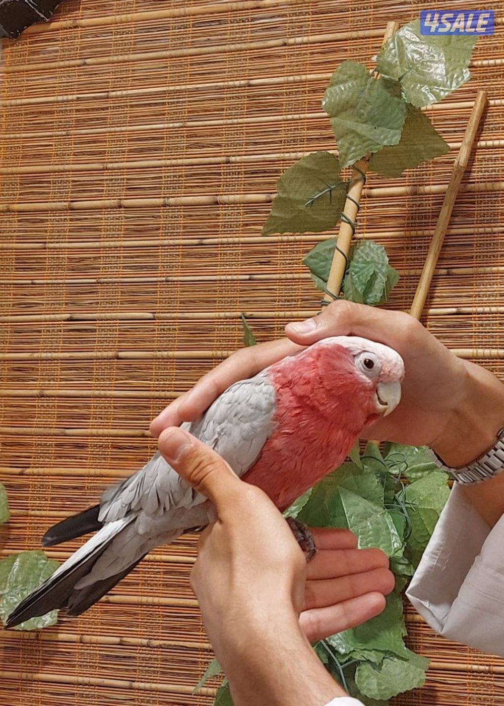 قالا ربوه للبيع3