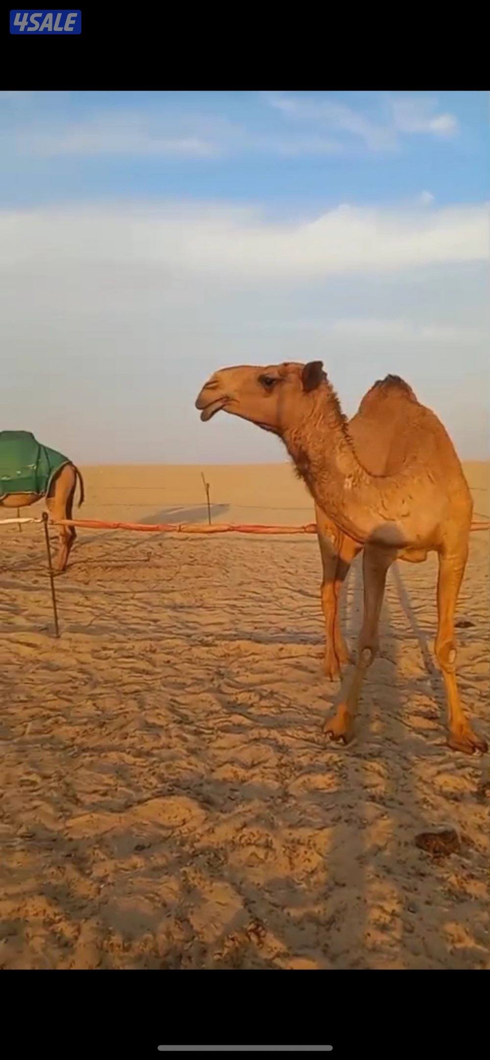 للبيع ناقه خفوت0