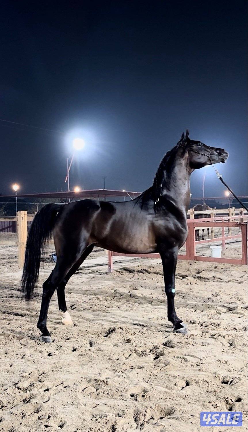 حصان شيخ رفيع وجبر0