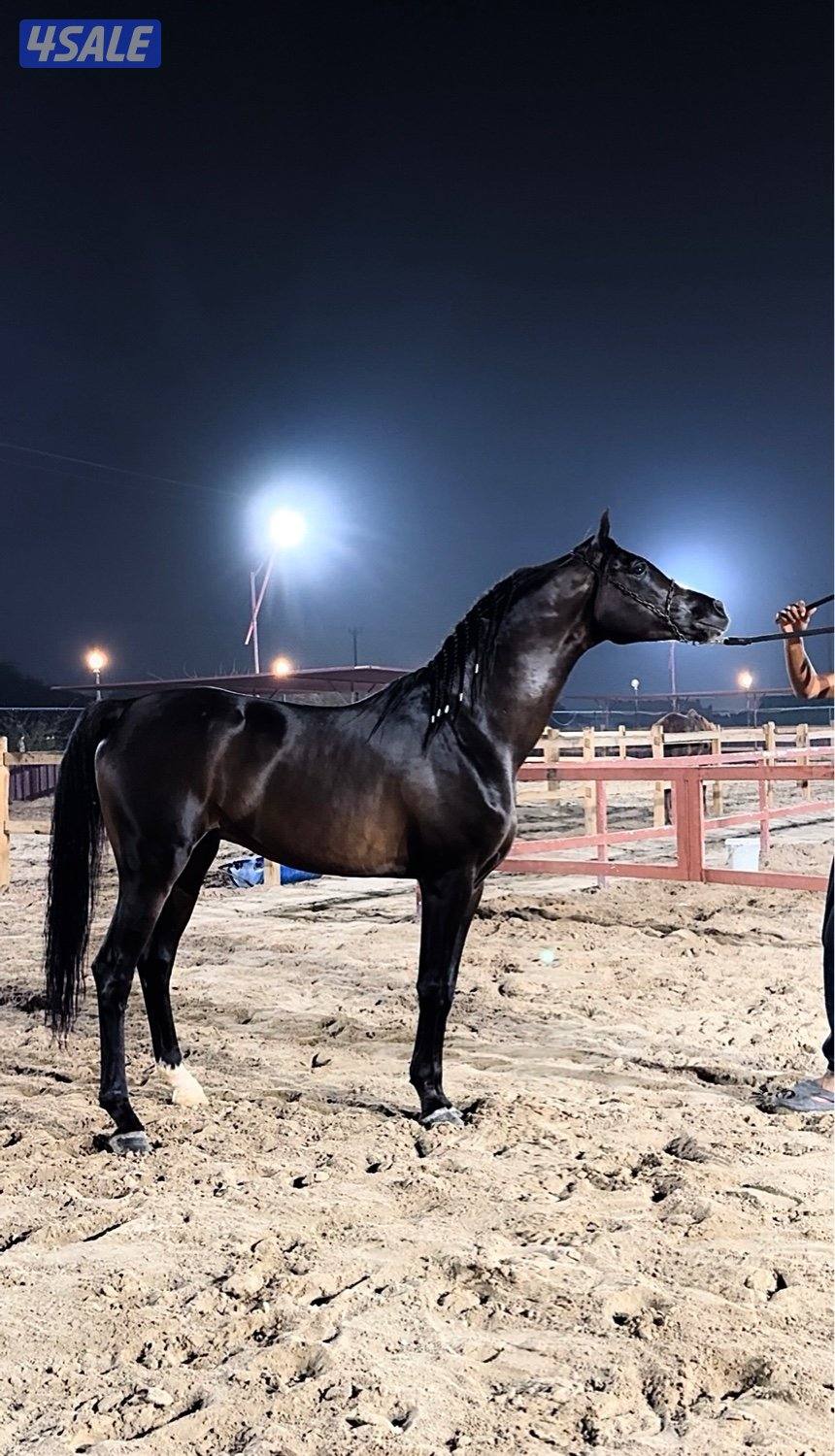 حصان شيخ رفيع وجبر1