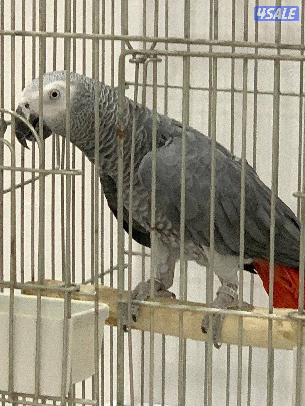 للبيع فحل كاسكو شرط منتج0