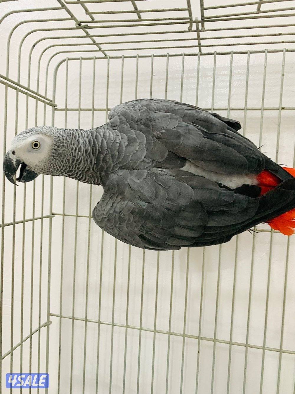 للبيع فحل كاسكو شرط منتج1