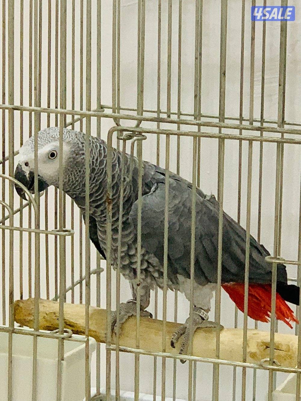 للبيع فحل كاسكو شرط منتج2