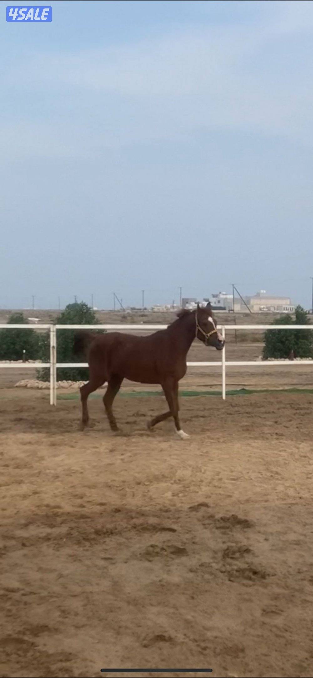 للبيع افراس العدد٢0