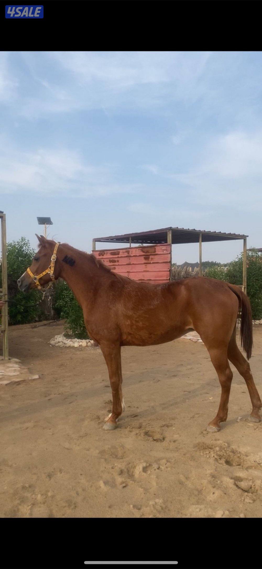 للبيع افراس العدد٢1
