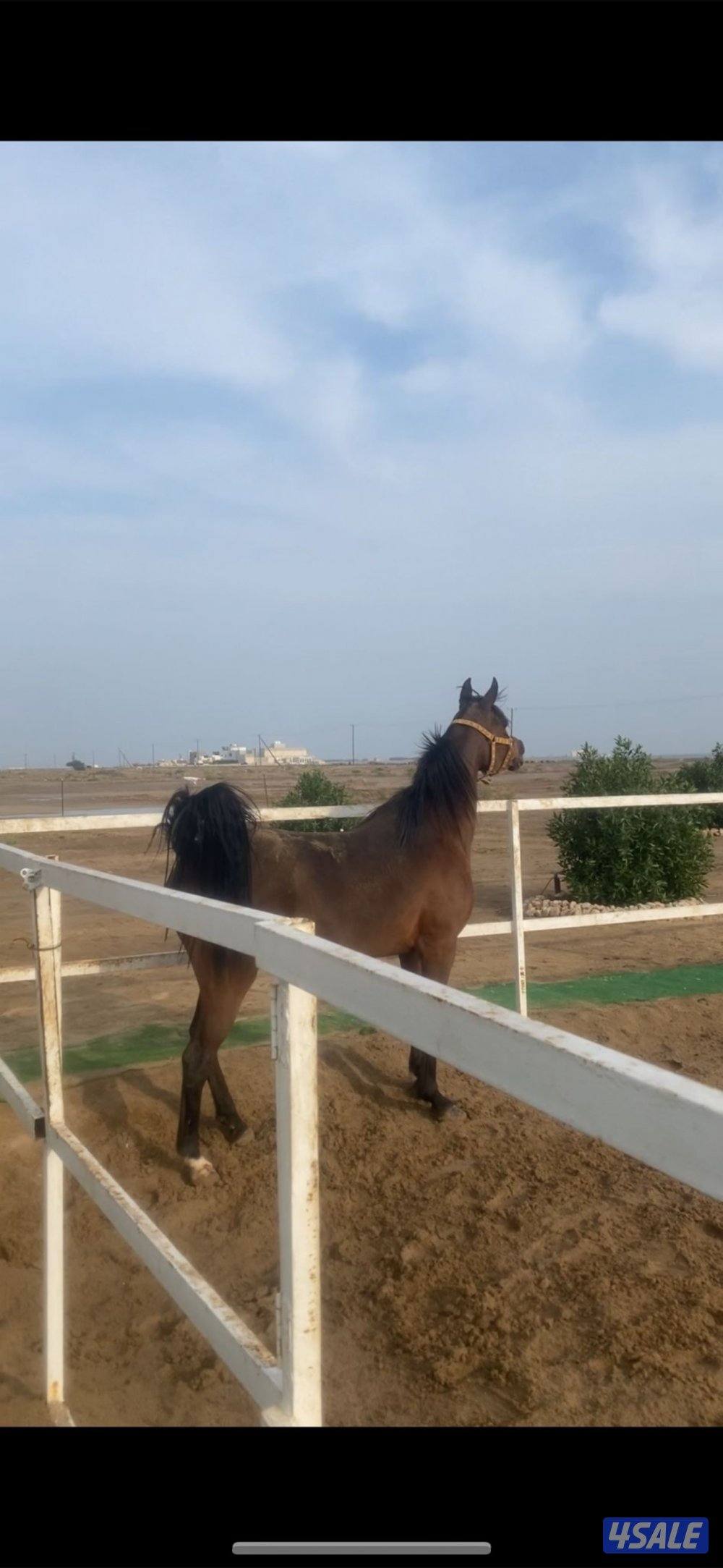 للبيع افراس العدد٢2