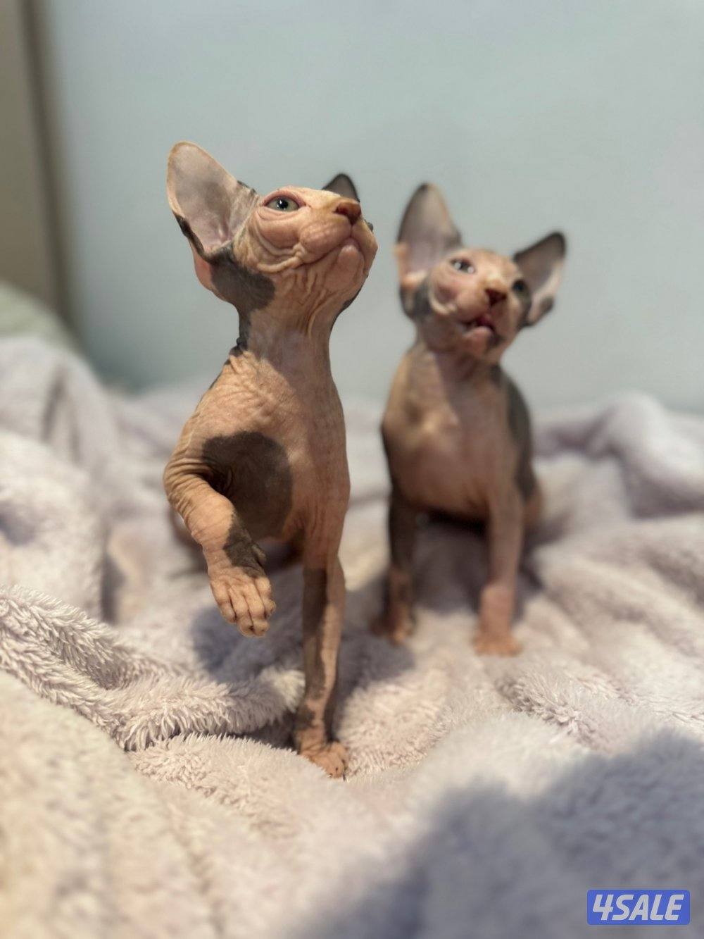 قطط سفنكس-Sphynx Cats2