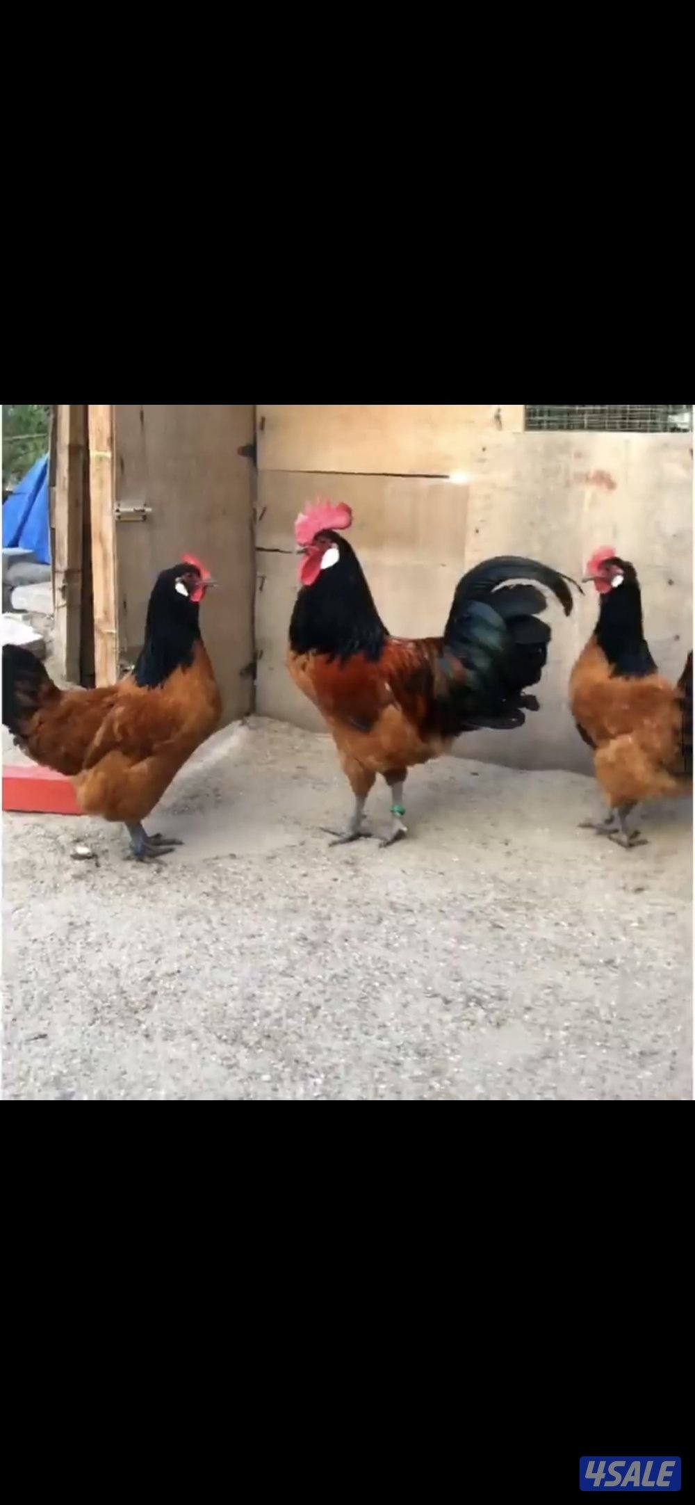 نوادر🐥فروخ فورويرك0