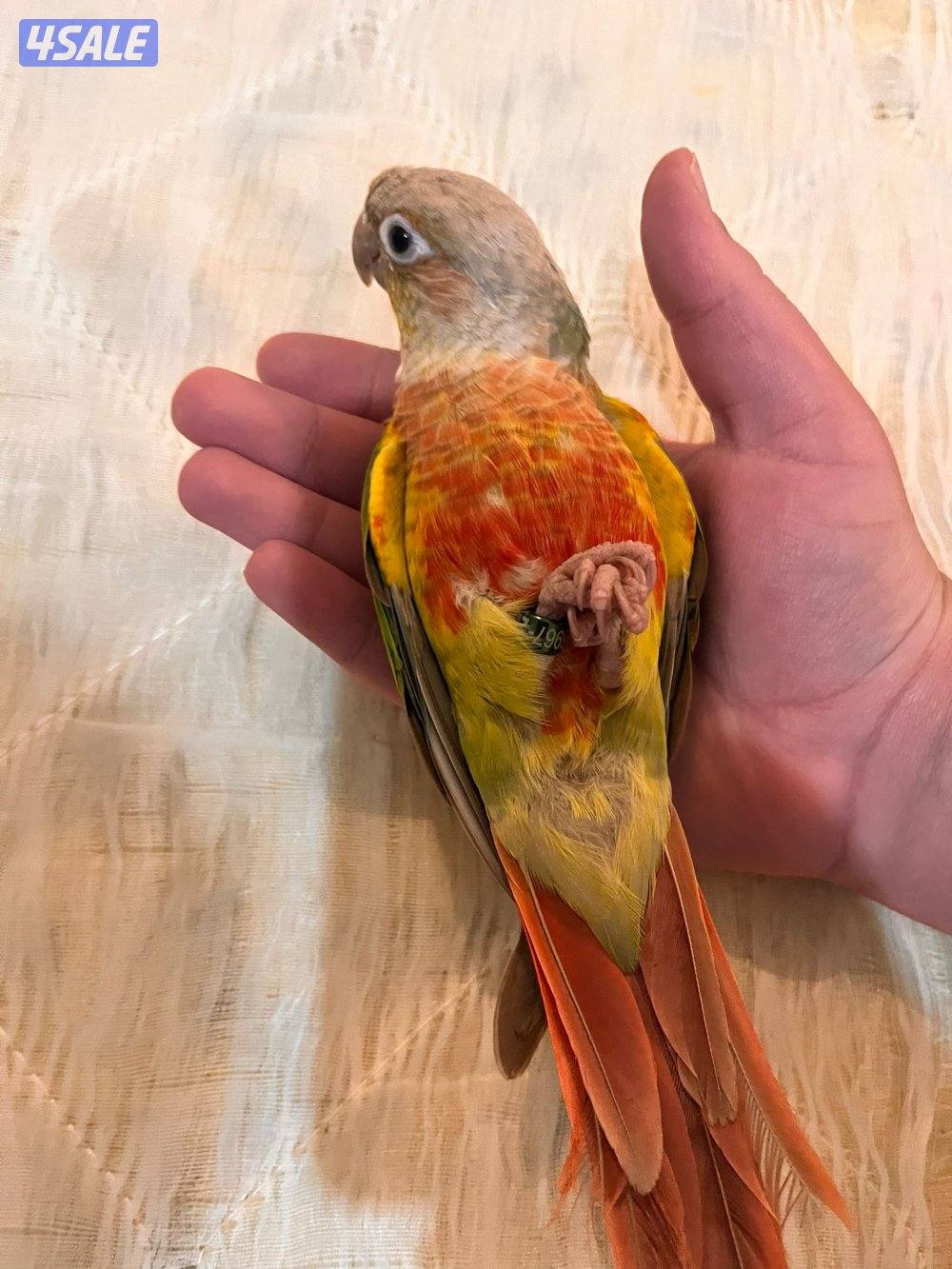 كنيور للبيع وللبيع كويكر وزوج كروان وزوج روز فشر زوج1