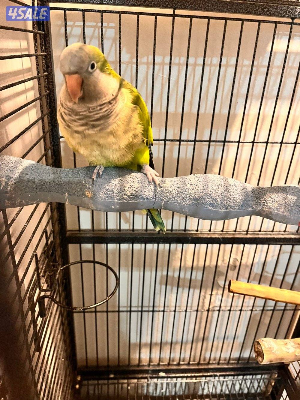 كنيور للبيع وللبيع كويكر وزوج كروان وزوج روز فشر زوج2