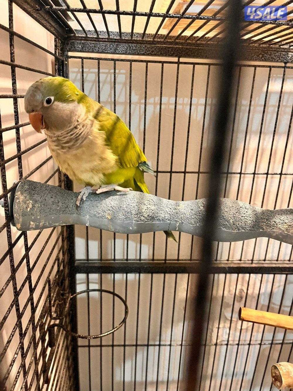 كنيور للبيع وللبيع كويكر وزوج كروان وزوج روز فشر زوج3