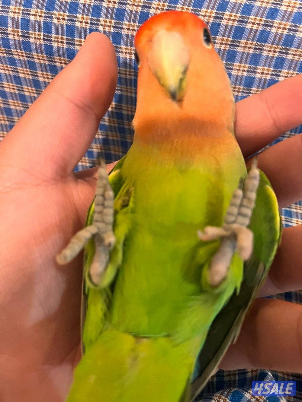 كنيور للبيع وللبيع كويكر وزوج كروان وزوج روز فشر زوج4