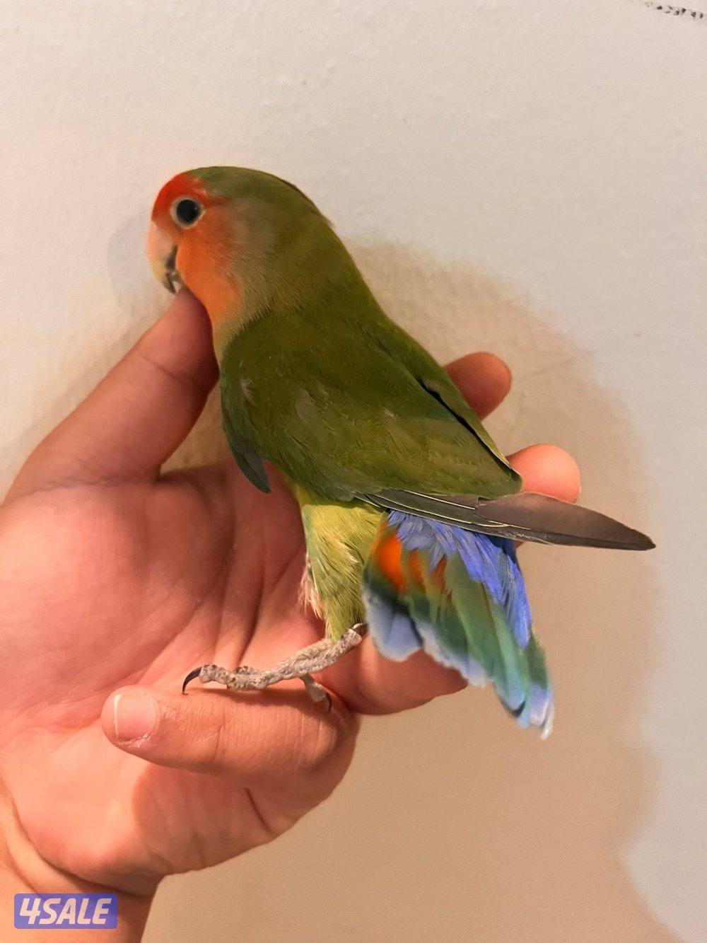 كنيور للبيع وللبيع كويكر وزوج كروان وزوج روز فشر زوج6