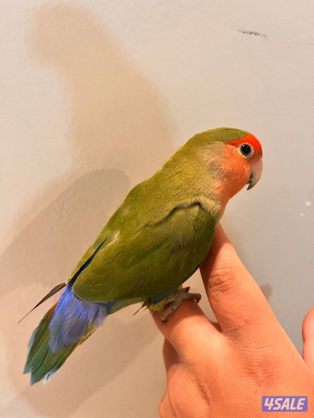 كنيور للبيع وللبيع كويكر وزوج كروان وزوج روز فشر زوج5