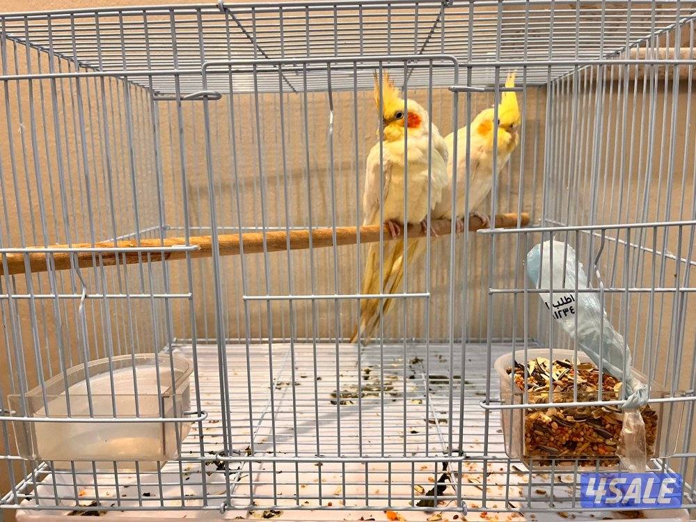 كنيور للبيع وللبيع كويكر وزوج كروان وزوج روز فشر زوج7