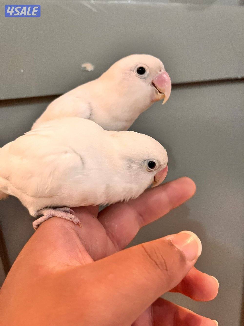 كنيور للبيع وللبيع كويكر وزوج كروان وزوج روز فشر زوج8