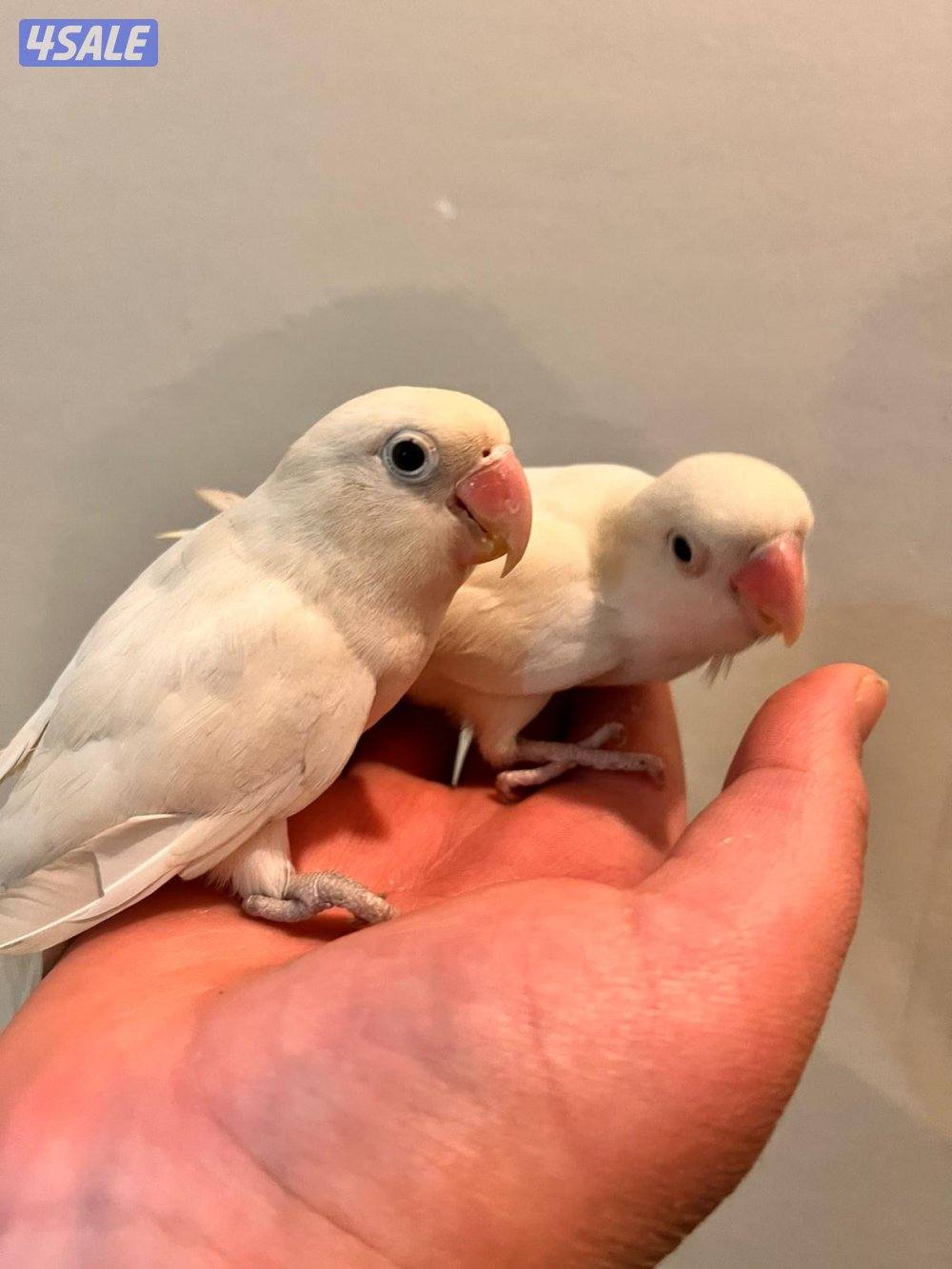 كنيور للبيع وللبيع كويكر وزوج كروان وزوج روز فشر زوج9