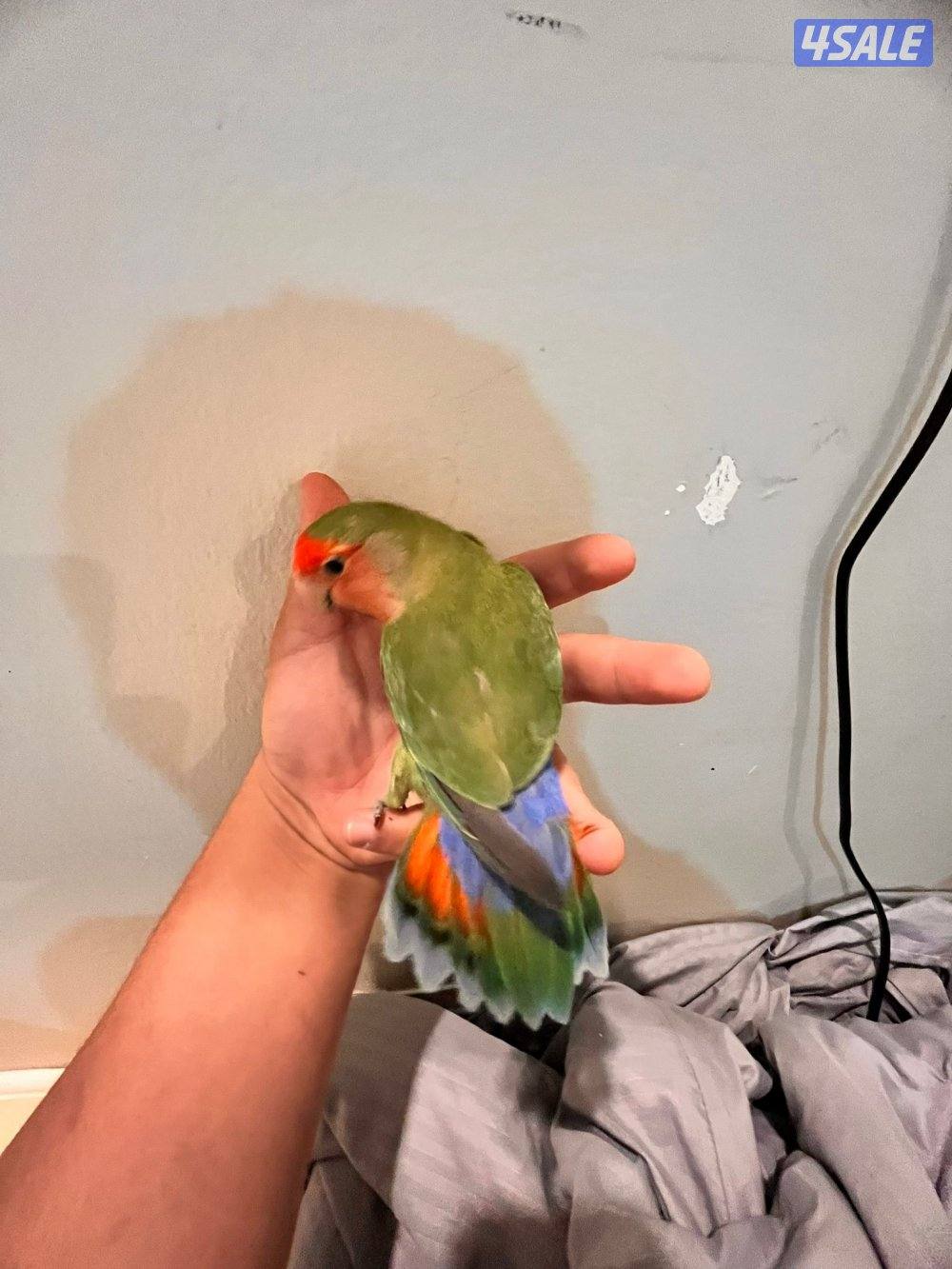 كنيور للبيع وللبيع كويكر وزوج كروان وزوج روز فشر زوج10