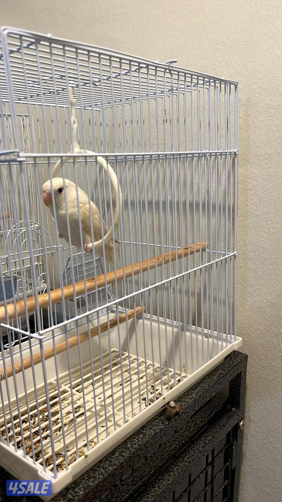 كنيور للبيع وللبيع كويكر وزوج كروان وزوج روز فشر زوج11