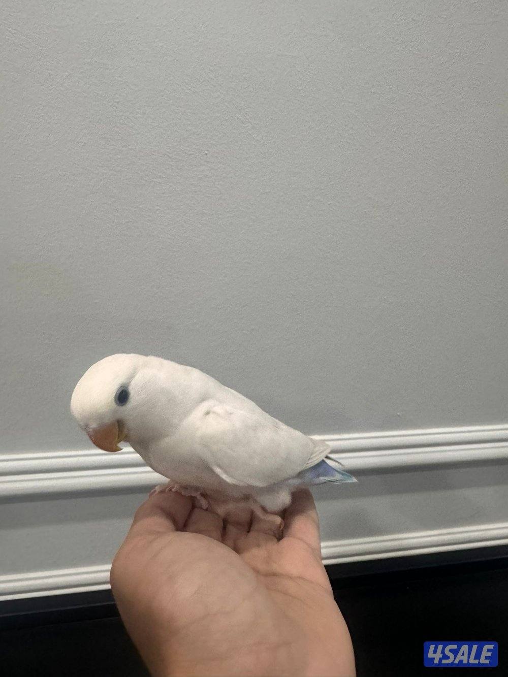 كنيور للبيع وللبيع كويكر وزوج كروان وزوج روز فشر زوج12