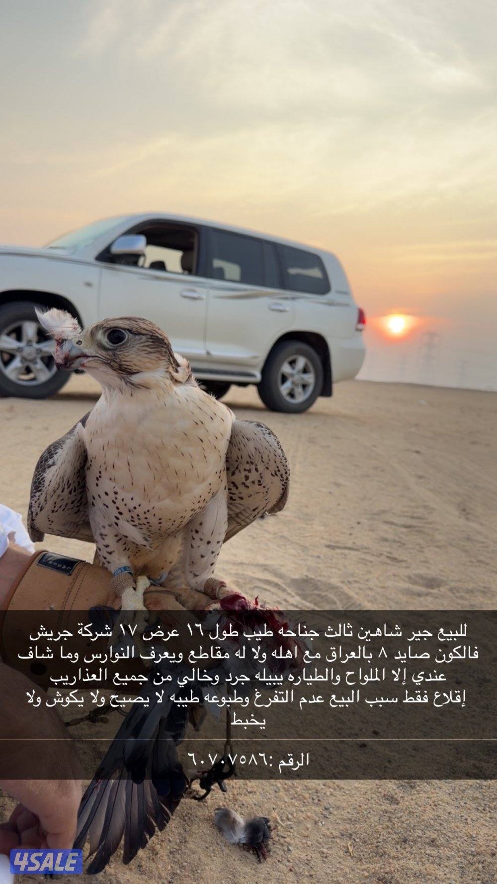 للبيع جير شاهين1