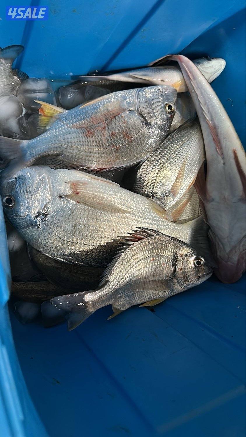 نوخذه كويت - حداق جون الكويت - جسر جابر -عوهه -فيلجا-يوجد حمام-عدة11