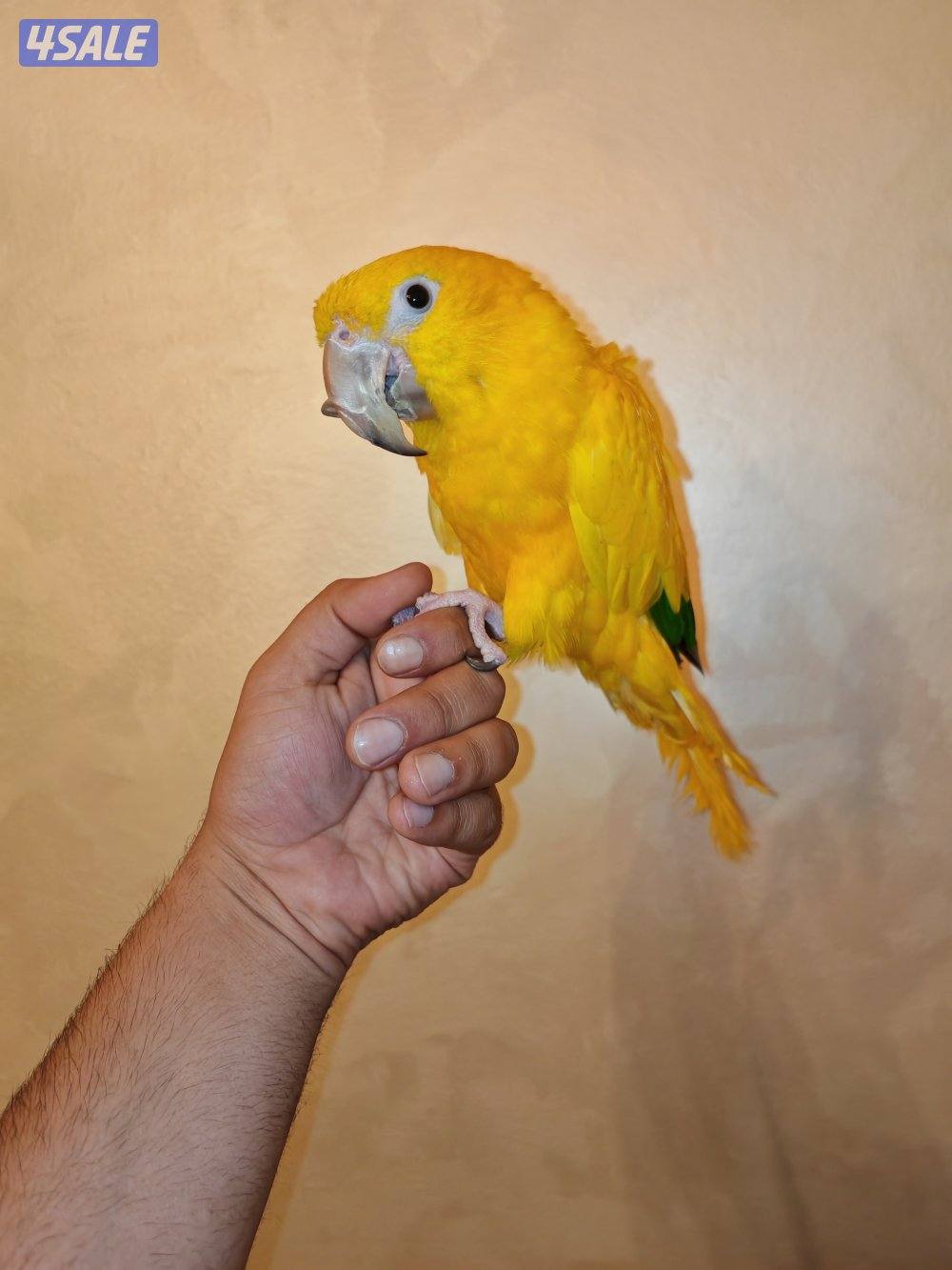 قولدن كنيور0