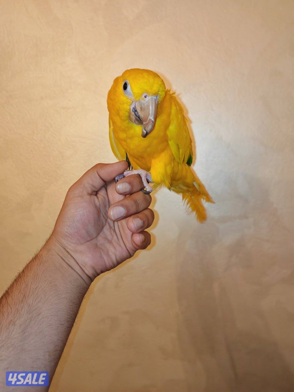 قولدن كنيور1