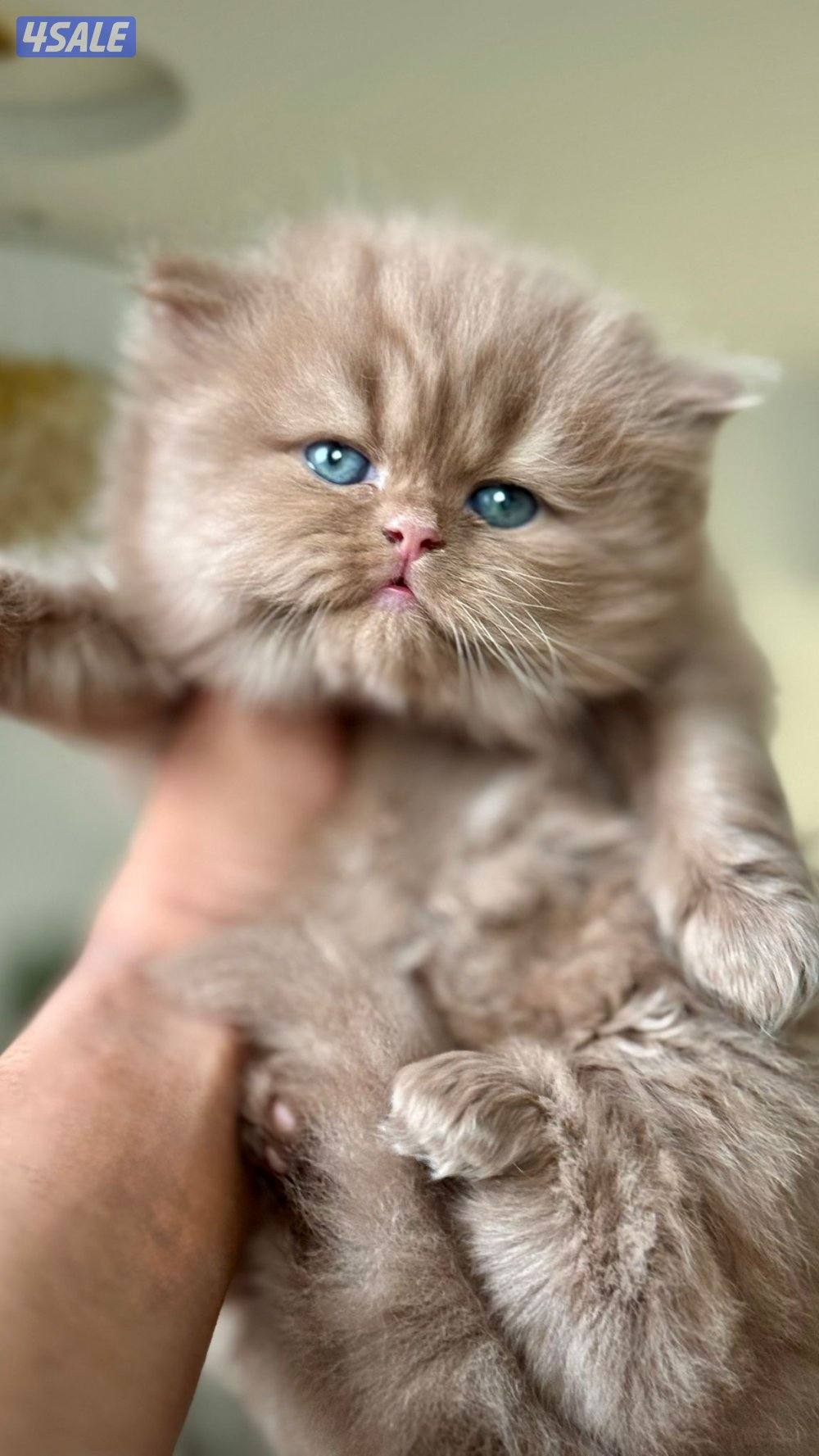 ماتلقى اجمل من انتاجنا واسأل بالسوق 😬0