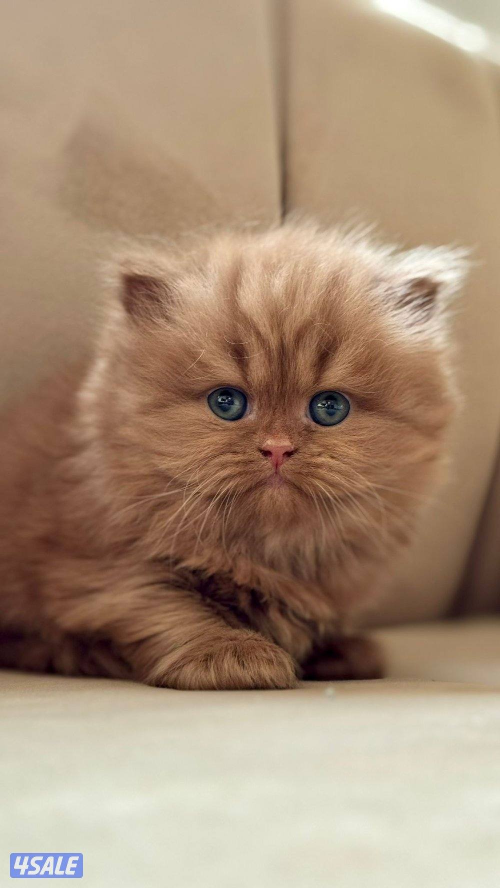 ماتلقى اجمل من انتاجنا واسأل بالسوق 😬1