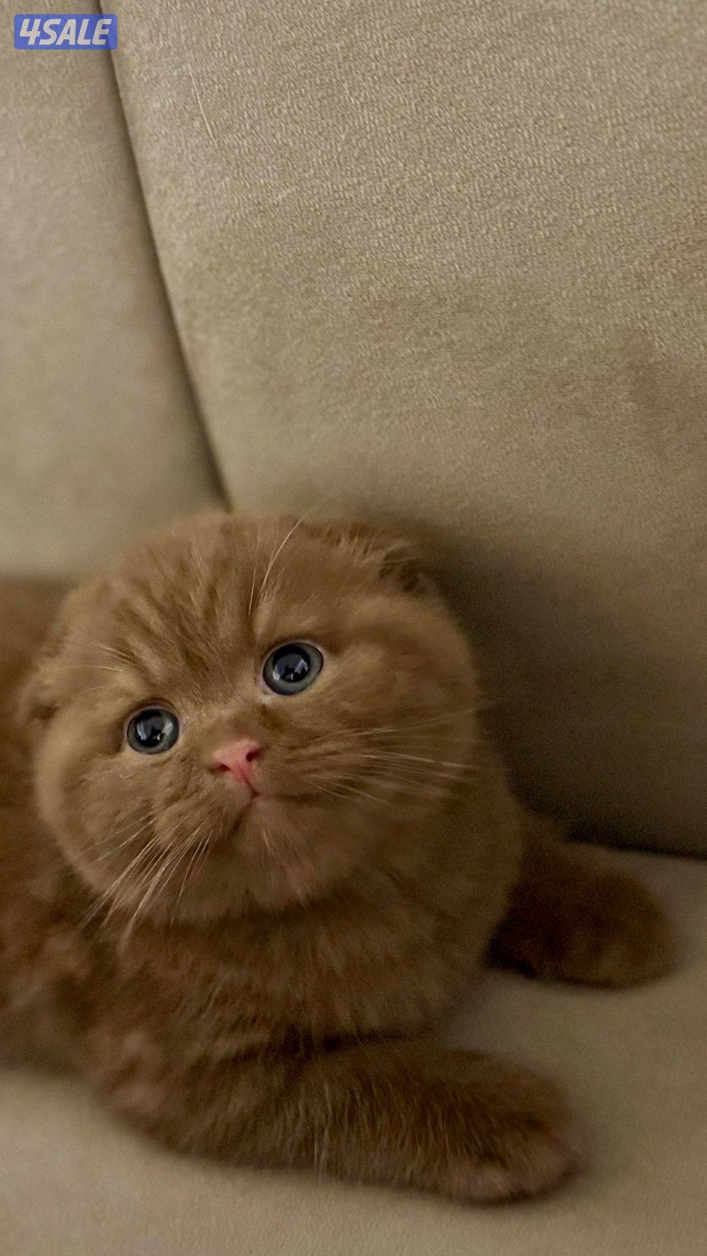 ماتلقى اجمل من انتاجنا واسأل بالسوق 😬3