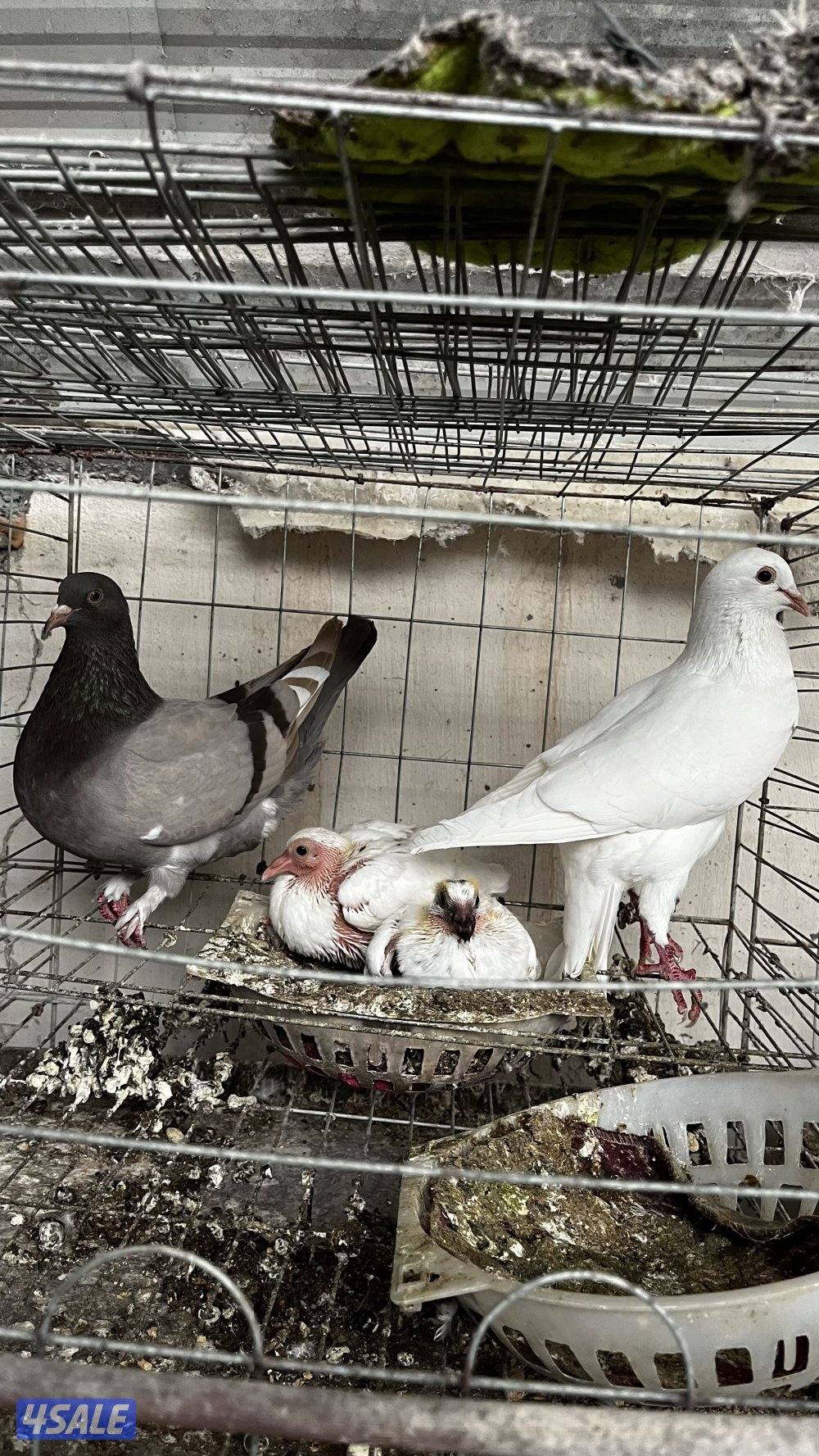 للبيع أزواج حمام لاحم فرنسي ابيض وسلفر داخل الخانات العمر سنه ونص0