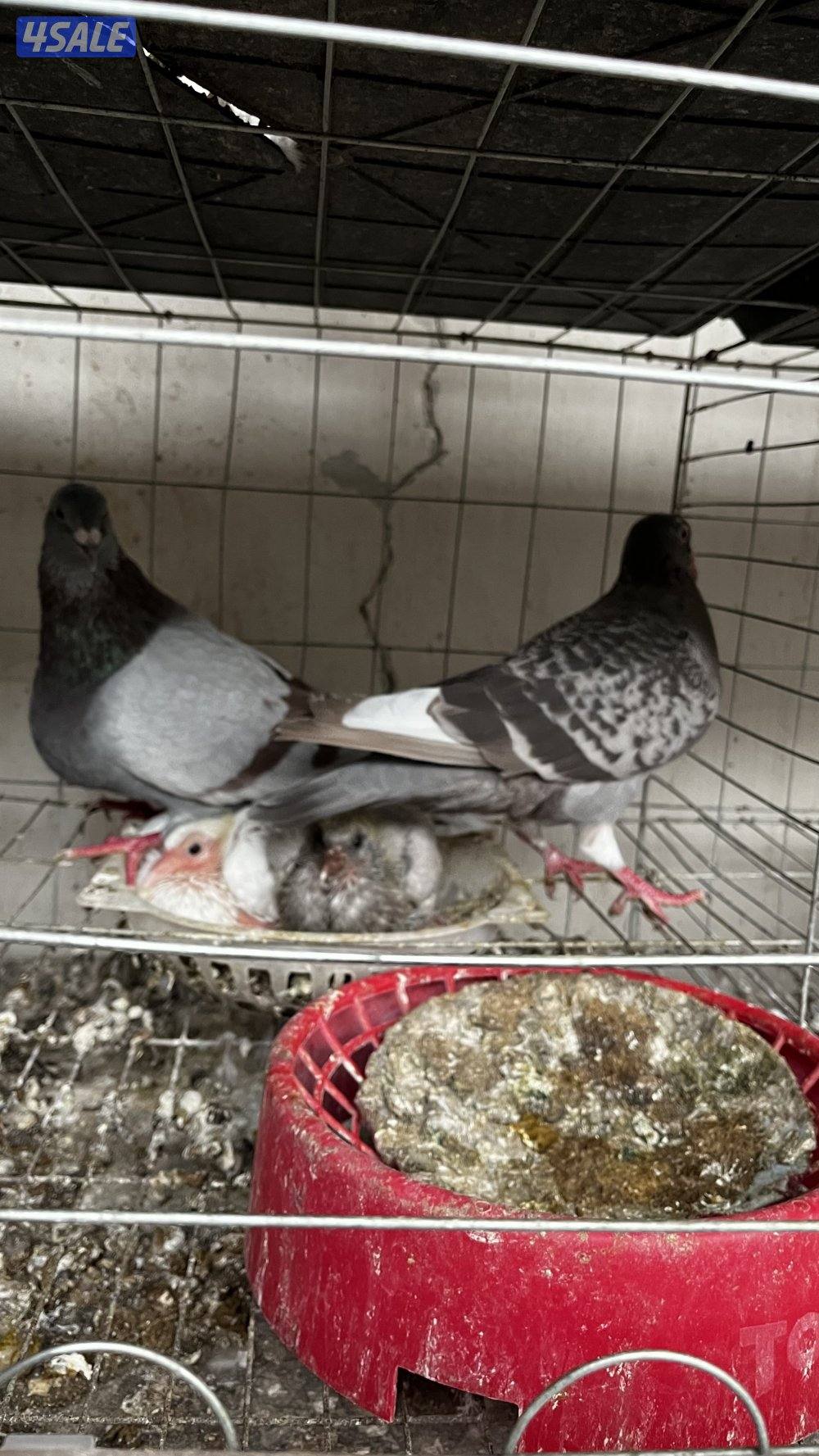 للبيع أزواج حمام لاحم فرنسي ابيض وسلفر داخل الخانات العمر سنه ونص1