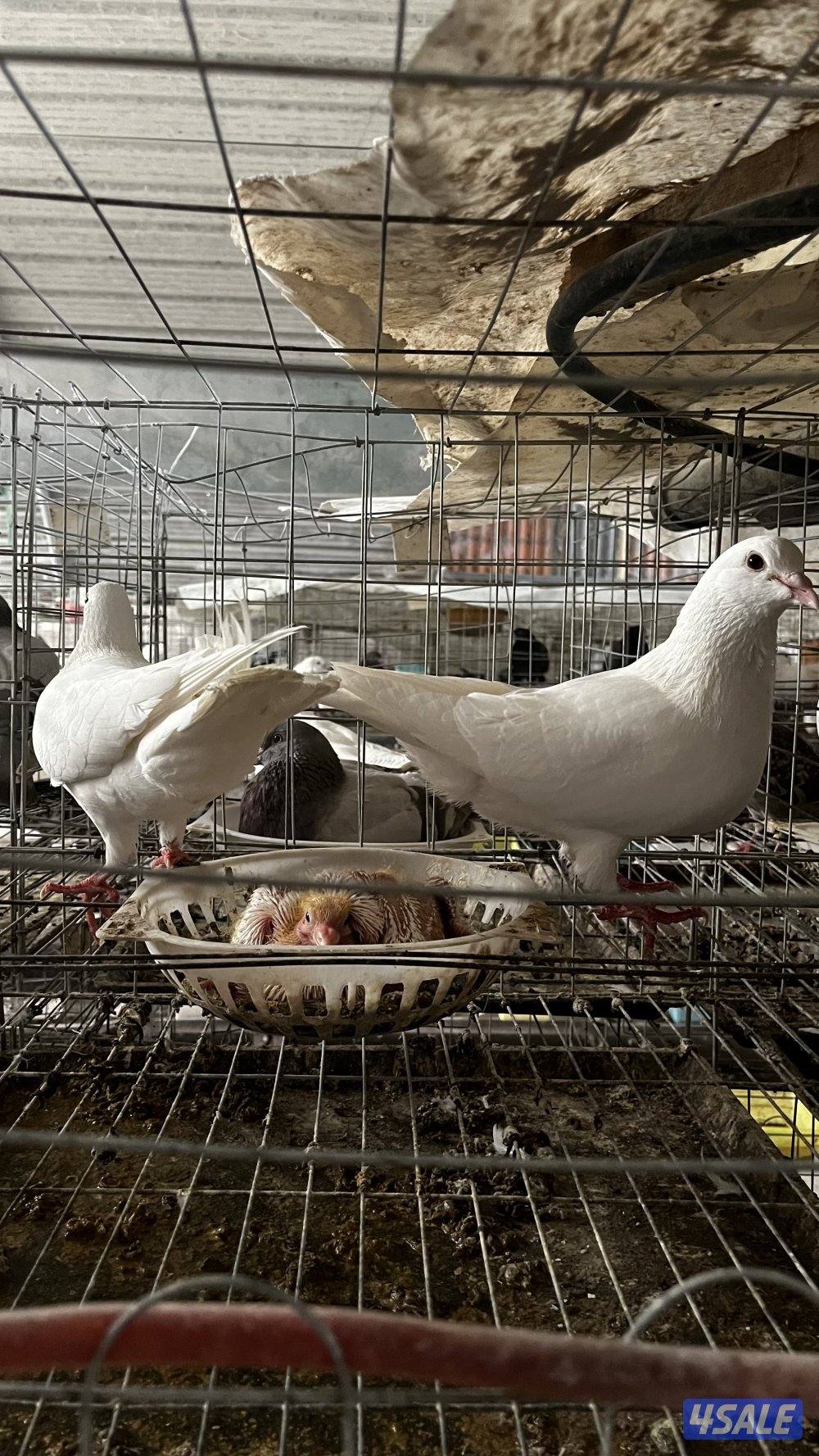 للبيع أزواج حمام لاحم فرنسي ابيض وسلفر داخل الخانات العمر سنه ونص2