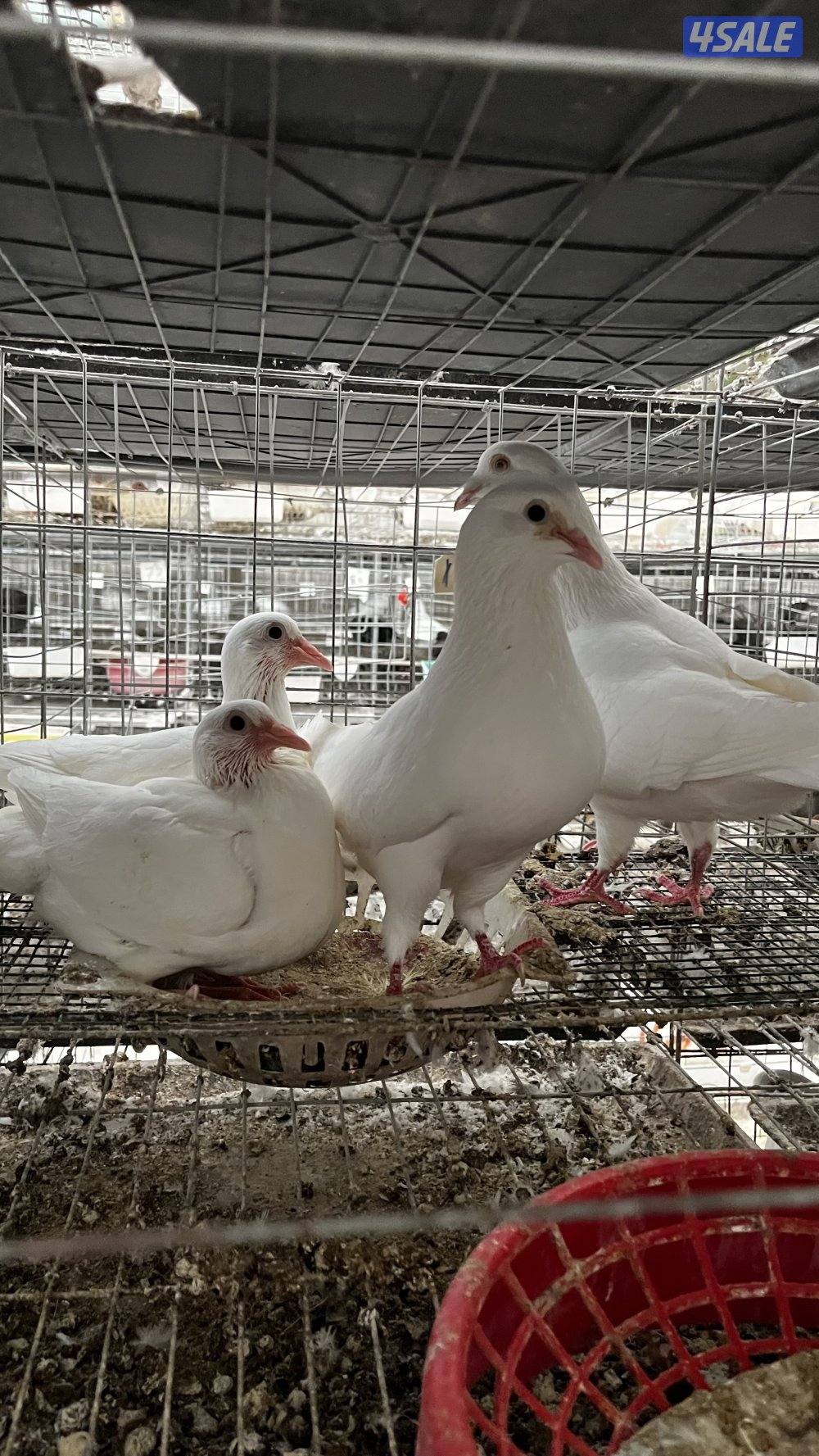 للبيع أزواج حمام لاحم فرنسي ابيض وسلفر داخل الخانات العمر سنه ونص3