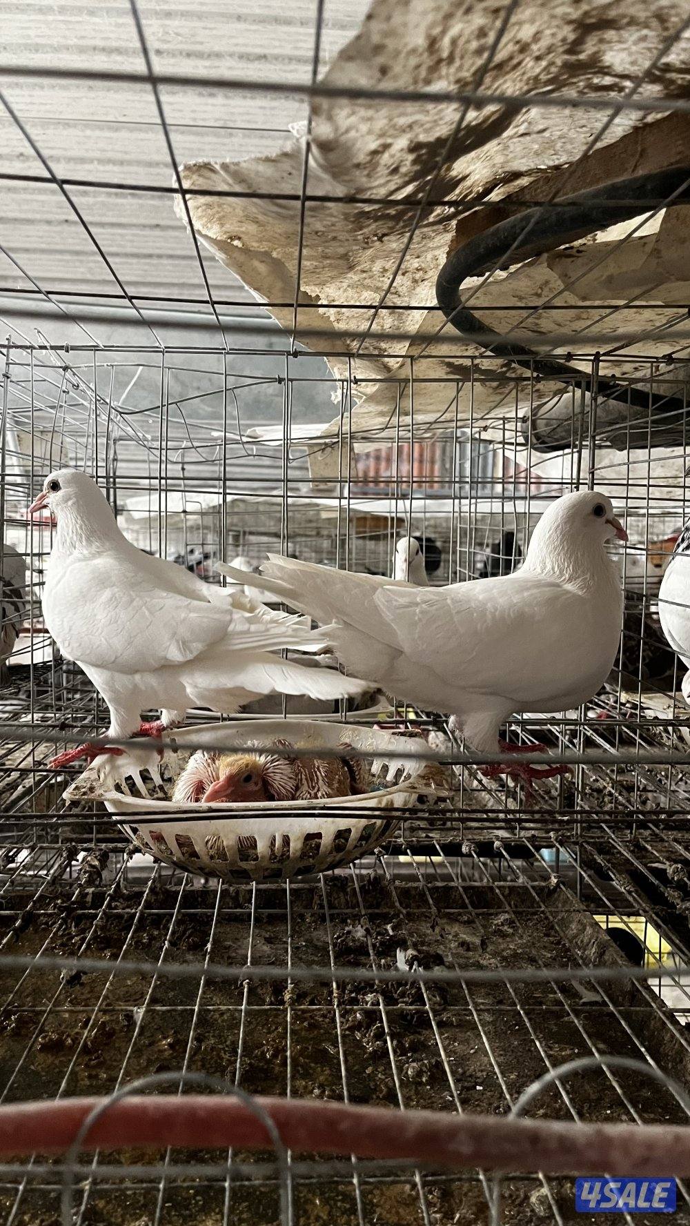 للبيع أزواج حمام لاحم فرنسي ابيض وسلفر داخل الخانات العمر سنه ونص4