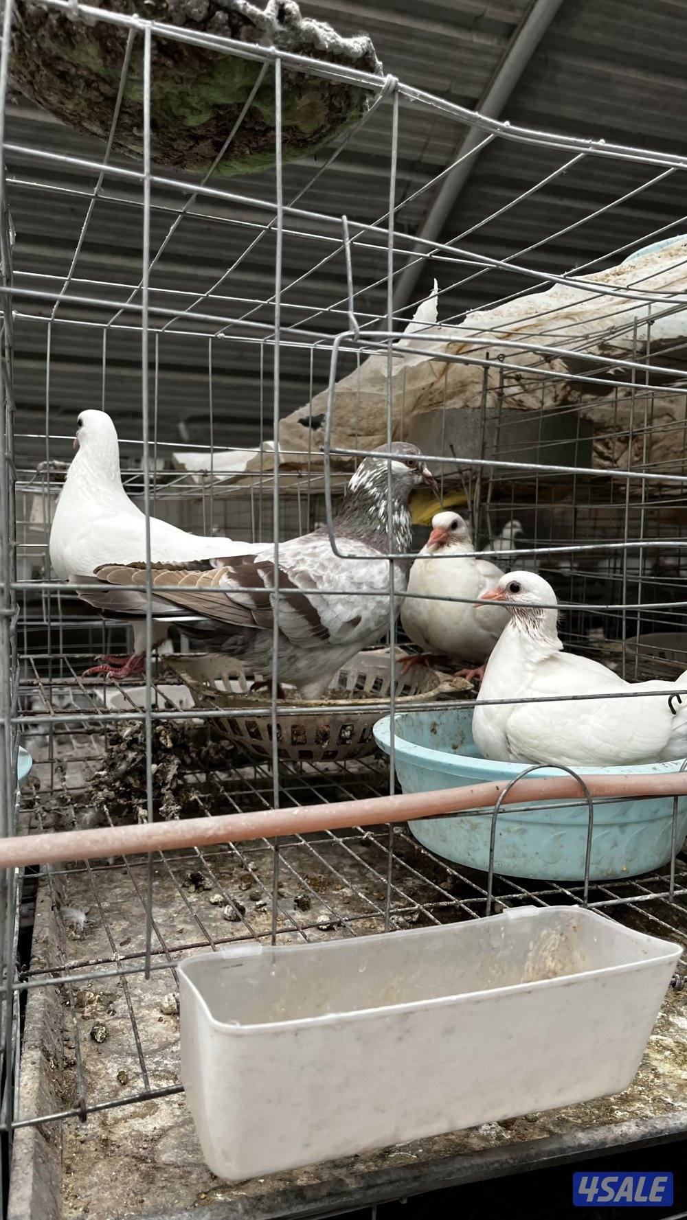 للبيع أزواج حمام لاحم فرنسي ابيض وسلفر داخل الخانات العمر سنه ونص5