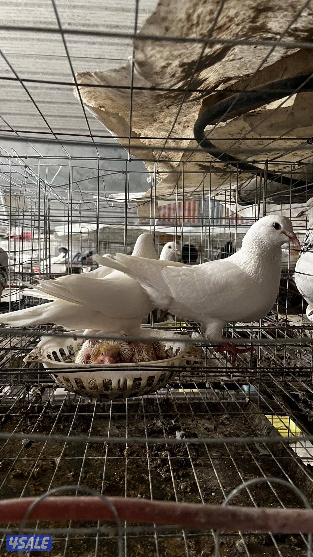 للبيع أزواج حمام لاحم فرنسي ابيض وسلفر داخل الخانات العمر سنه ونص6