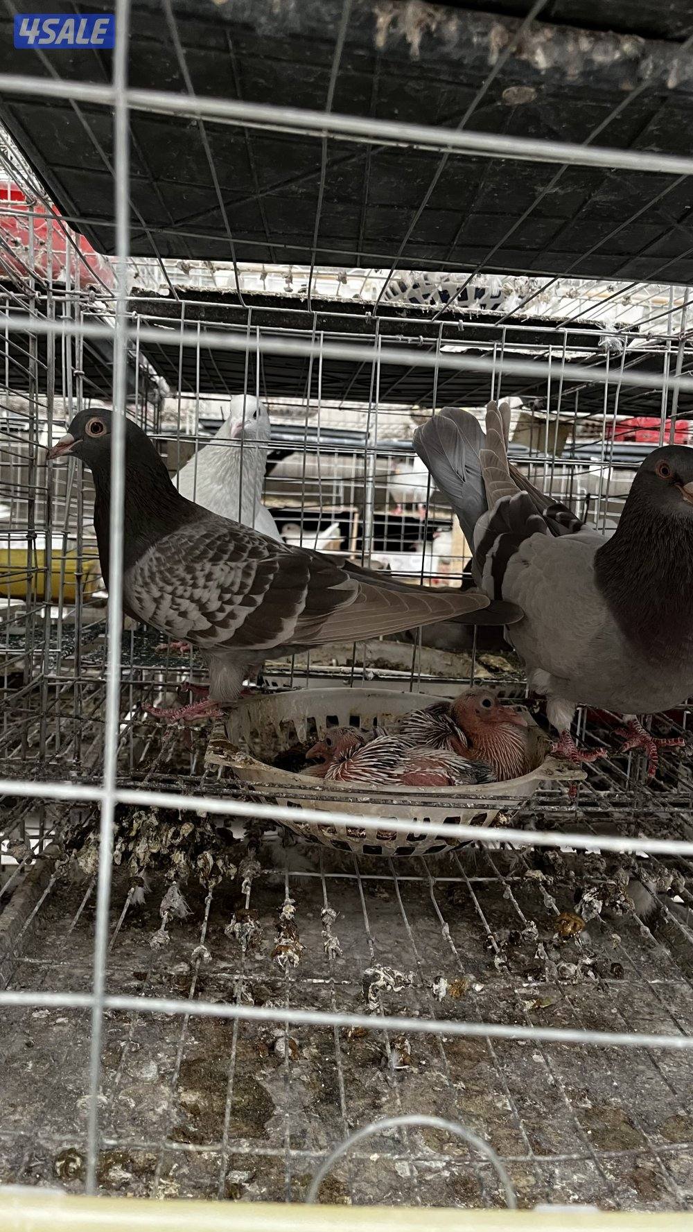 للبيع أزواج حمام لاحم فرنسي ابيض وسلفر داخل الخانات العمر سنه ونص7